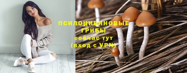 стаф Богданович